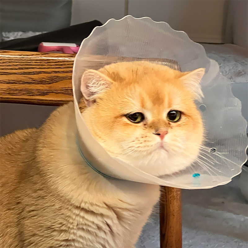 伊丽莎白圈猫咪绝育圈围脖防舔防抓罩中小型犬比熊耻辱圈宠物用品