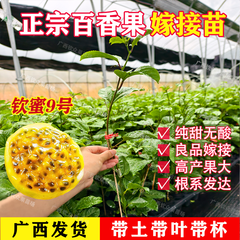 纯甜钦密9号黄金百香果树苗四季结果嫁接苗爬藤阳台庭院盆栽地栽