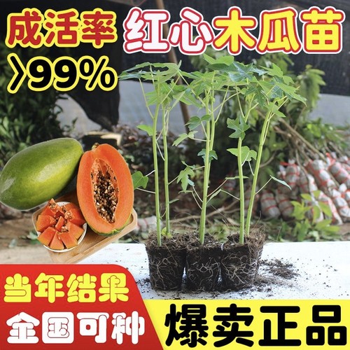 正宗红心大青木瓜苗当年结果爆满