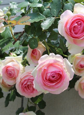 【粉色龙沙宝石】藤本月季攀援阳台庭院花园植物花卉盆栽苗
