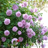 多季 玫瑰 阳台庭院天台种植月季 节开花盆栽 蓝色阴雨