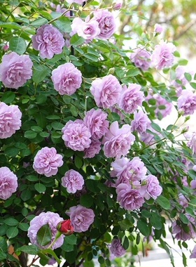 【蓝色阴雨】 阳台庭院天台种植月季玫瑰 多季节开花盆栽