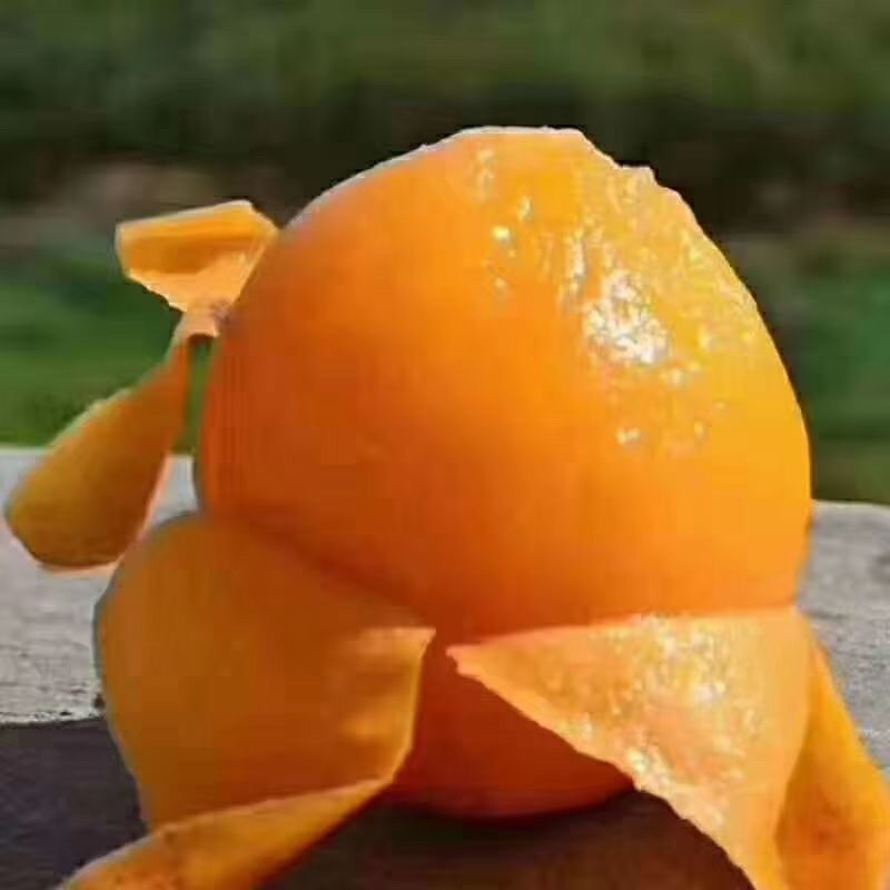 精品云南楚雄新鲜现摘大五星枇杷果3斤清甜多汁