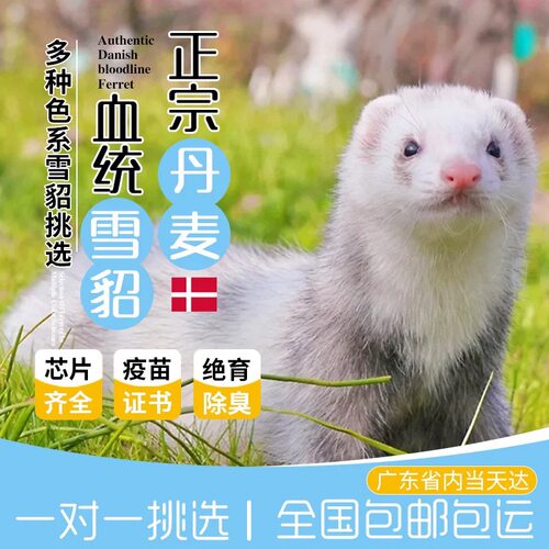 宠物貂幼崽活体宠物家养小宠物萌宠有证书已除臭腺已绝育