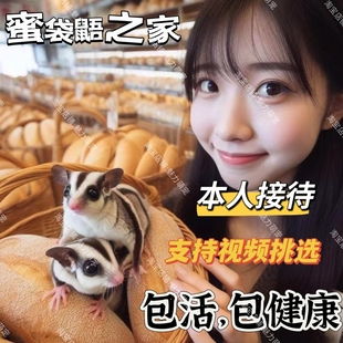 澳洲蜜袋鼯活体蜜袋鼬活物幼崽白脸马赛克宝宝网红蜜袋鼠飞鼠袋鼠