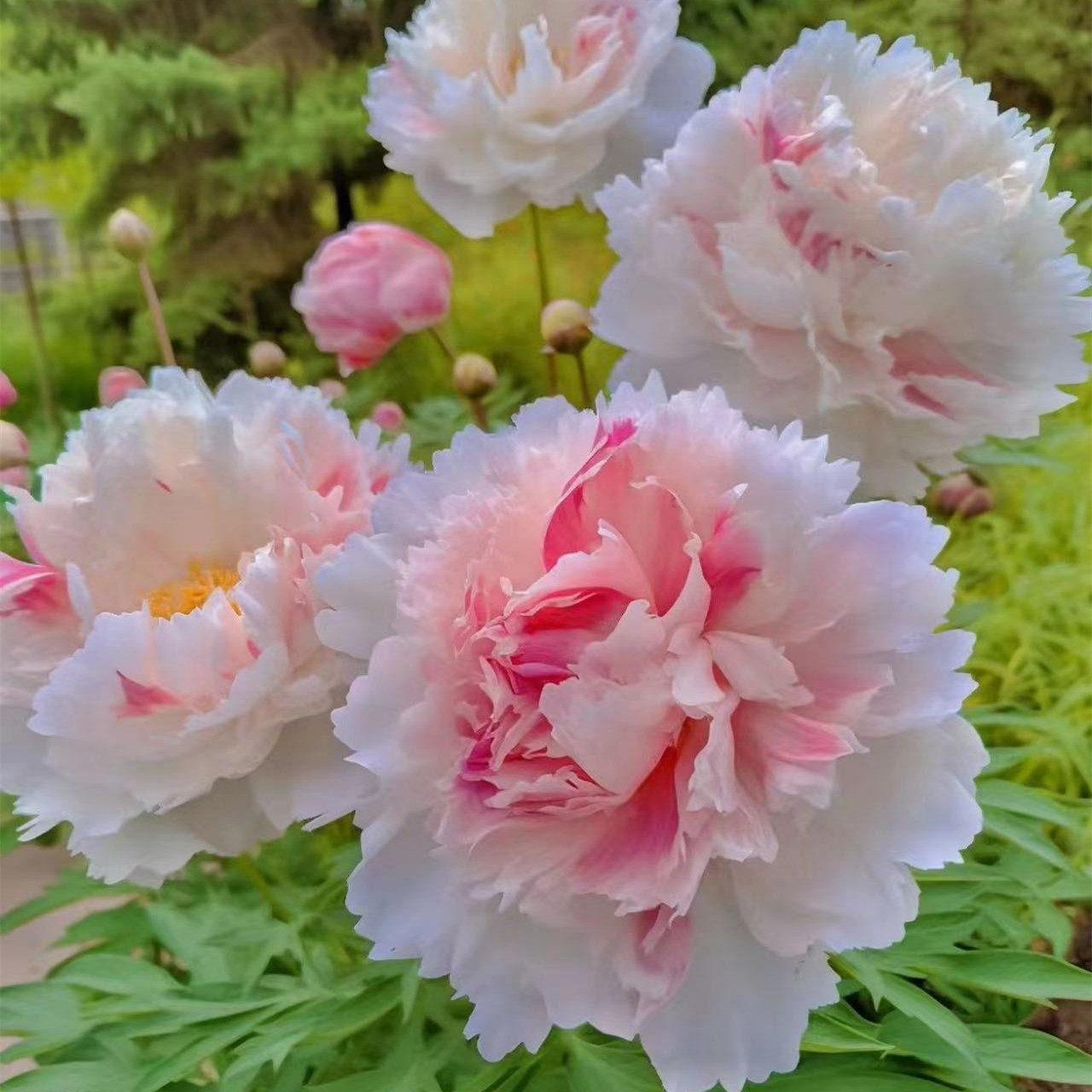 重瓣芍药花苗带8到10芽根块多年生四季开花室内外庭院浓香花卉盆