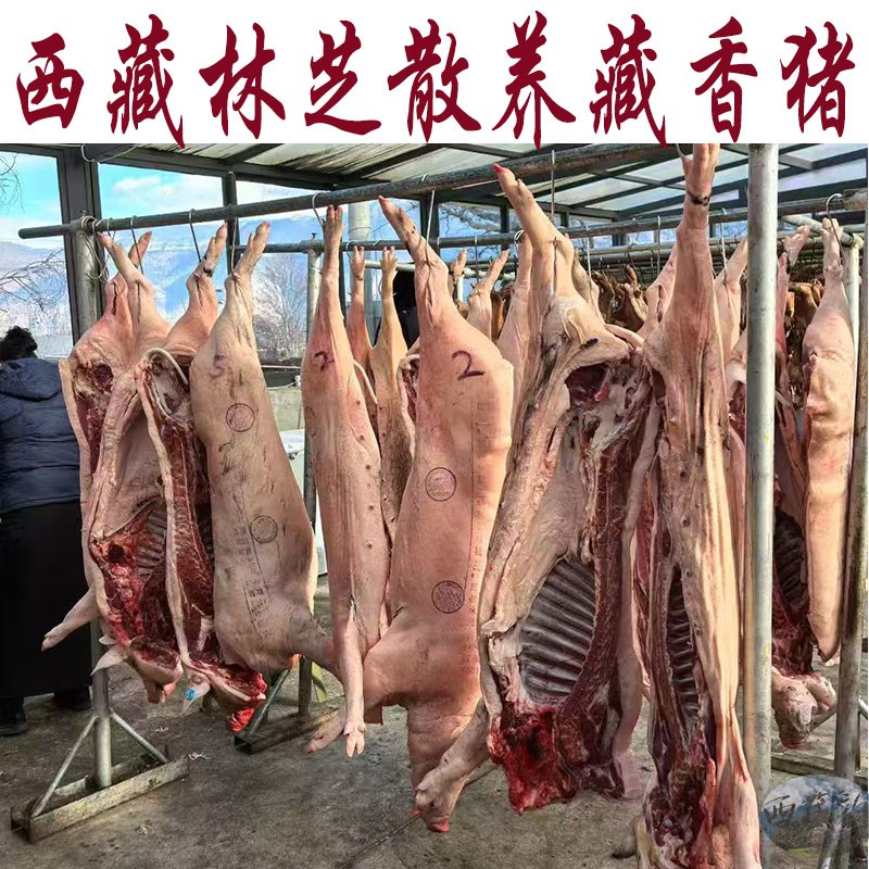 西藏林芝散养 藏香猪 15-3生猪肉