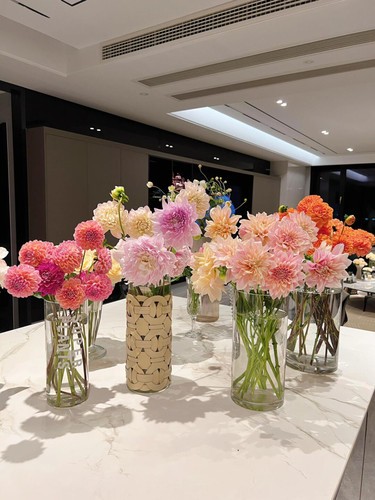 奶油桃子大丽花鲜切花网红款云南直发真花水培插花顺丰精选高品质