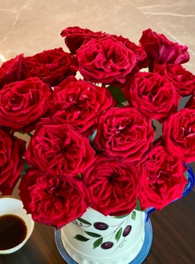 红荣耀鲜花引进种植奥斯汀红色玫瑰荣耀送人自用高端大气玫瑰