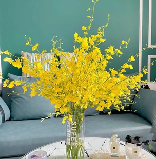 新森林鲜花云南基地现采现发优质跳舞兰遴选跳舞兰顺丰鲜切花