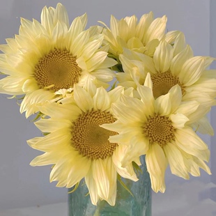 新森林鲜花奶油向日葵基地直发精选优选鲜切花顺丰