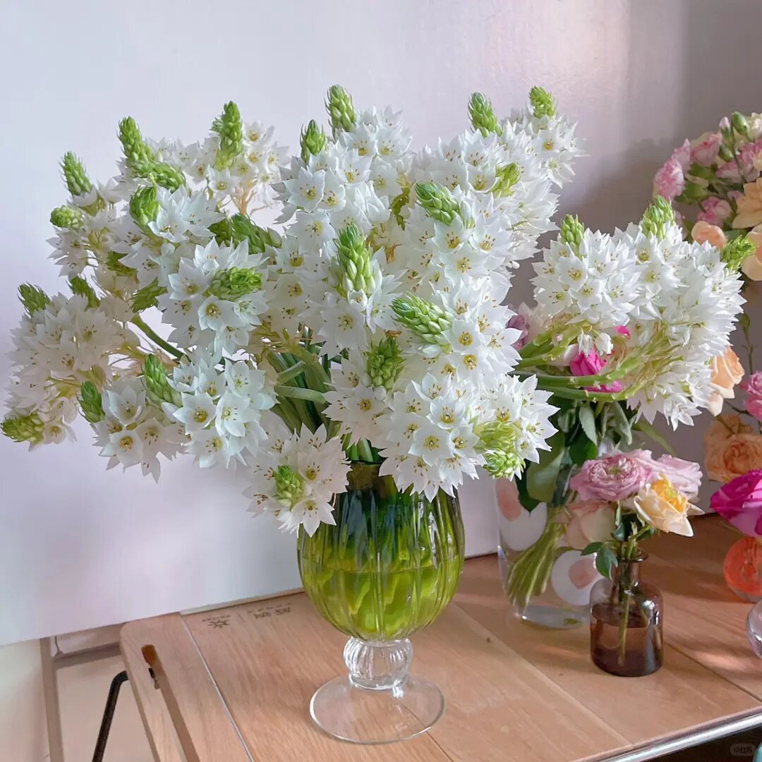 云南小众稀缺雀梅圣心百合天鹅绒鲜切花昆明鲜花优质鲜花高品质图片