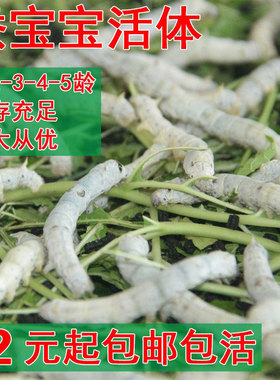 蚕宝宝活体幼蚕活物蚕卵蚕籽学生养蚕套装金丝蚕种幼虫送新鲜桑叶