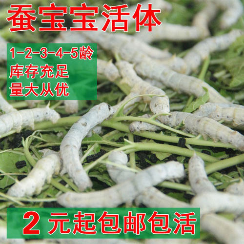 蚕宝宝活体幼蚕活物蚕卵蚕籽学生养蚕套装金丝蚕种幼虫送新鲜桑叶