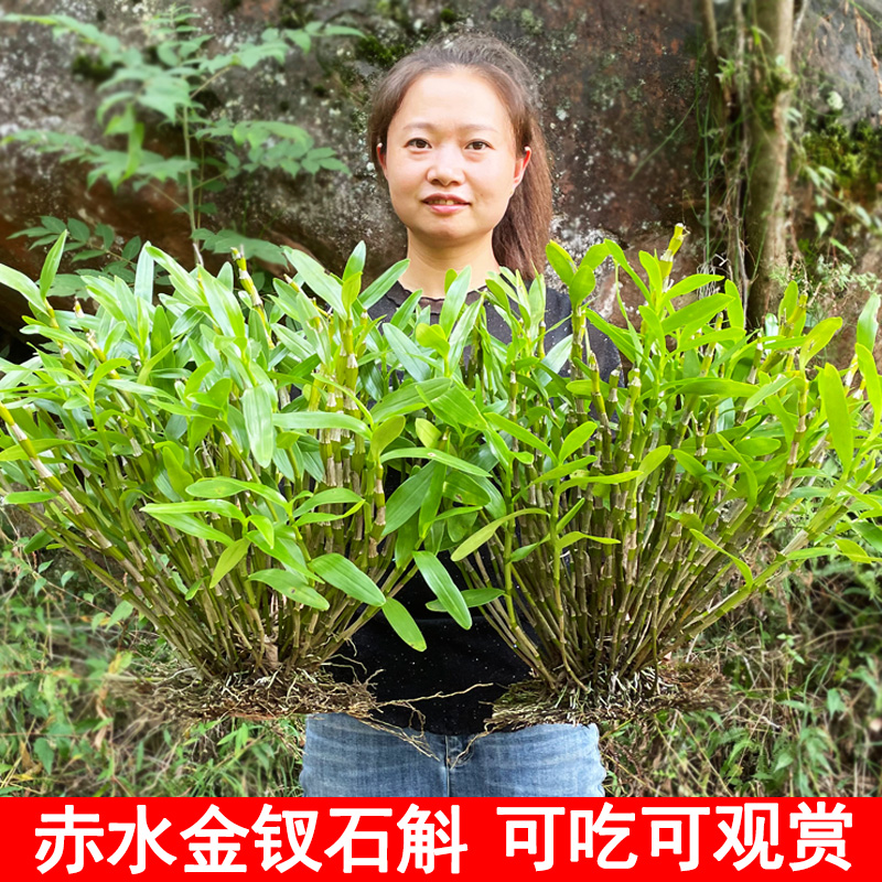 赤水金钗石斛贵州特产新鲜盆栽花苗盆景药材吊兰花绿植非铁皮石斛