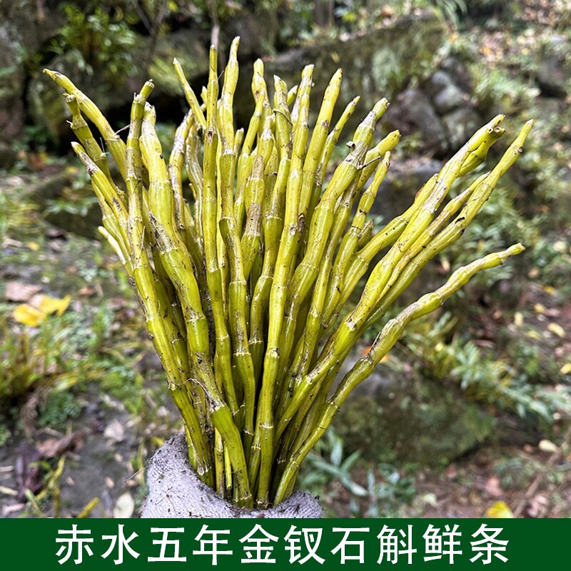 贵州赤水金钗石斛鲜条新鲜现剪四年老条吊兰花杆煲汤非铁皮鲜条