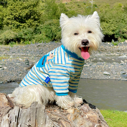 狗狗秋装法斗衣服西高地T恤