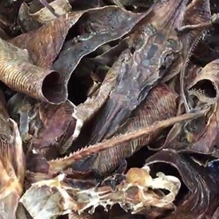 汕尾马宫海味 渔民自晒野生天星脯老板鱼干500g黄夫鱼 魔鬼鱼干货