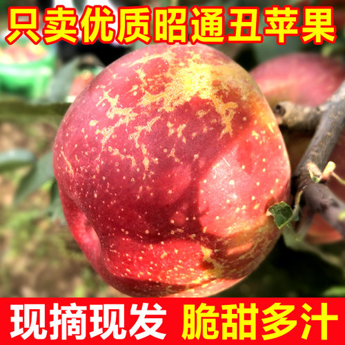 云南昭通冰糖心丑苹果现摘当季