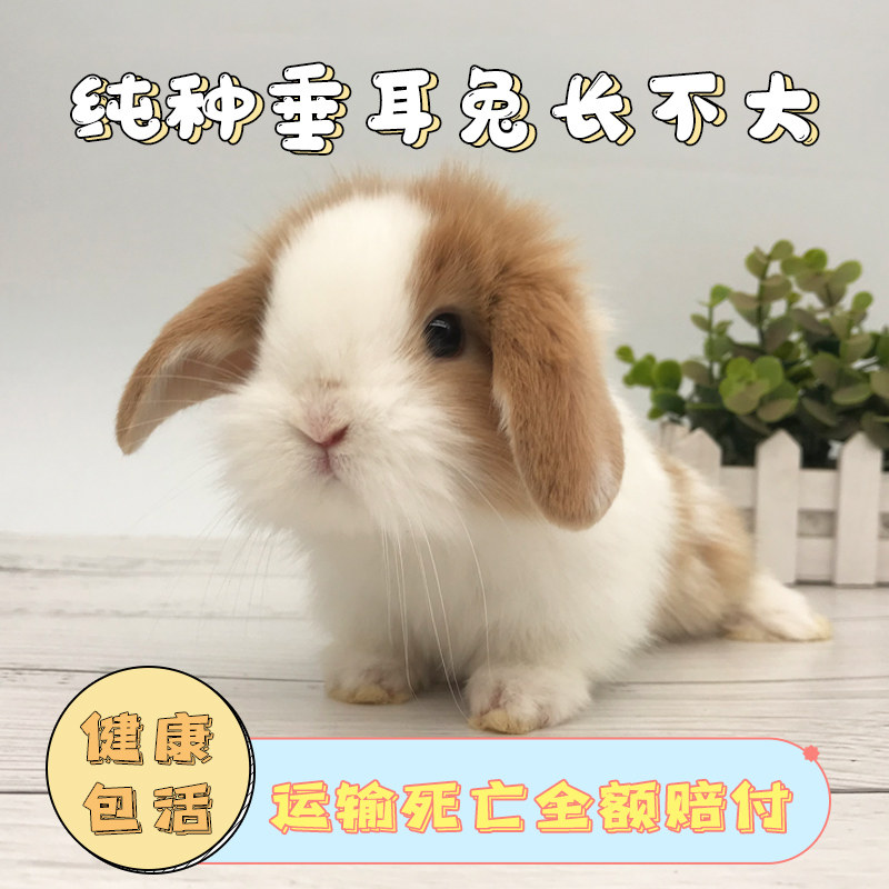 垂耳兔活体小型侏儒兔长不大小型宠物兔子活物道奇兔凤眼海棠西施