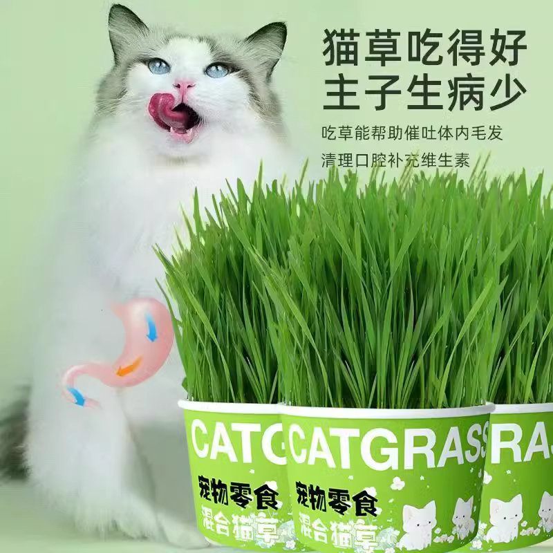 懒人泡面猫草盆栽猫草种子