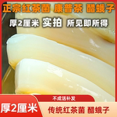 厚2厘米正宗红茶菌种康普茶酵素妈妈胃宝菌海宝醋蛾子木醋杆菌