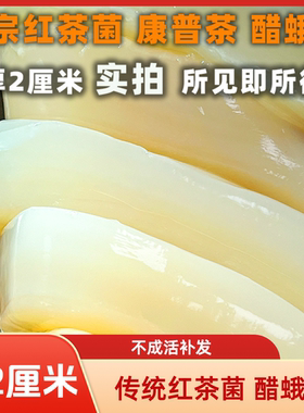 厚2厘米正宗红茶菌种康普茶酵素妈妈胃宝菌海宝醋蛾子木醋杆菌