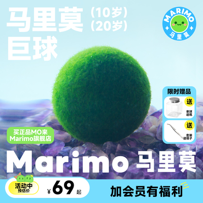 Marimo马里莫 球藻水培绿植物巨球生态瓶10岁20岁大号巨型海藻球