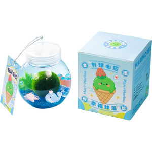 Marimo马里莫 有球必应 微景观海藻球藻冬季植物水培大巨球生态瓶