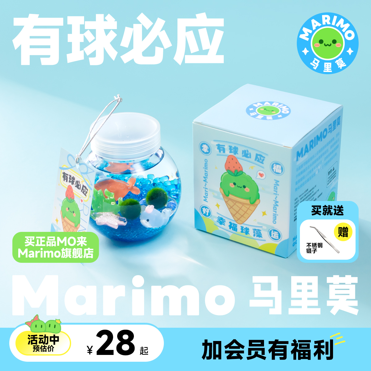 Marimo马里莫有球必应微景观海藻球藻冬季植物水培大巨球生态瓶-封面