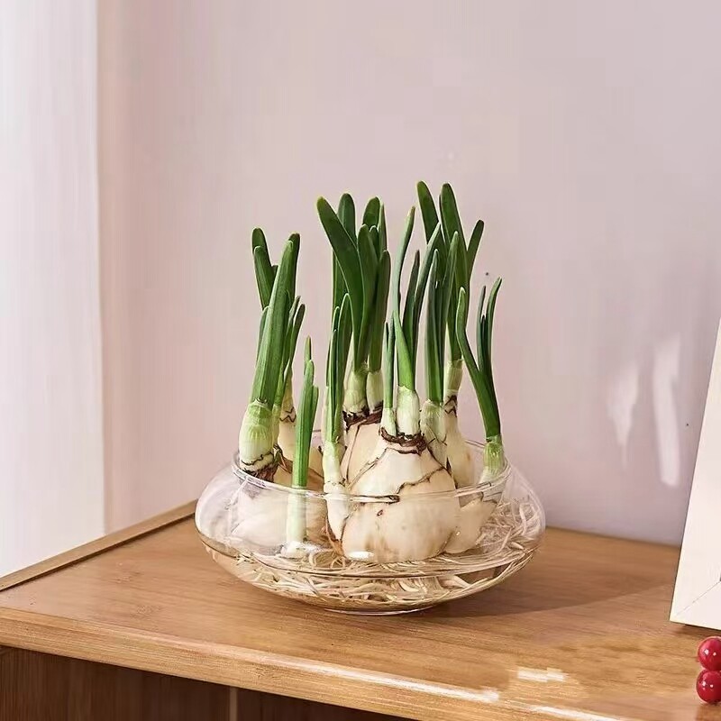 水培水仙专用养殖瓶子