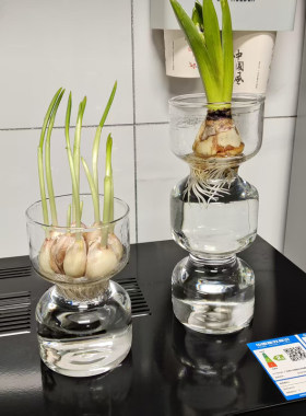 水培大蒜透明玻璃花瓶