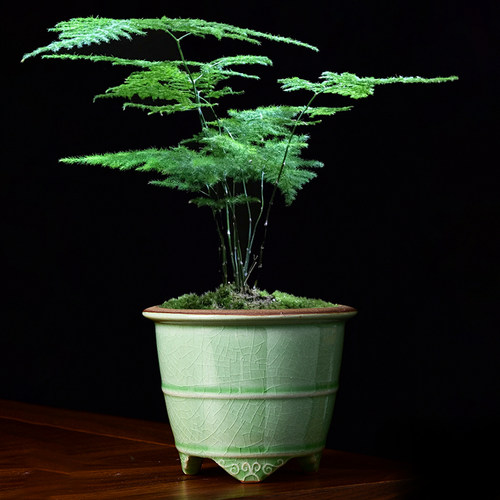小号造景花盆陶瓷简约破损包赔
