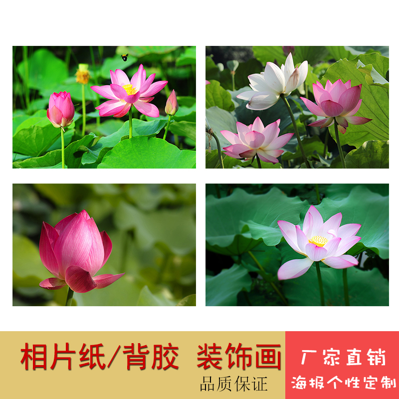 荷花莲花装饰挂画荷叶荷塘自然风景白莲花墙上贴画自粘壁画定制图片