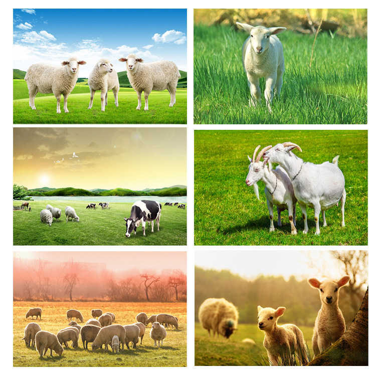 三只羊装饰画两只一只绵羊山羊贴画绿色草原草地羊群吃草挂画定制