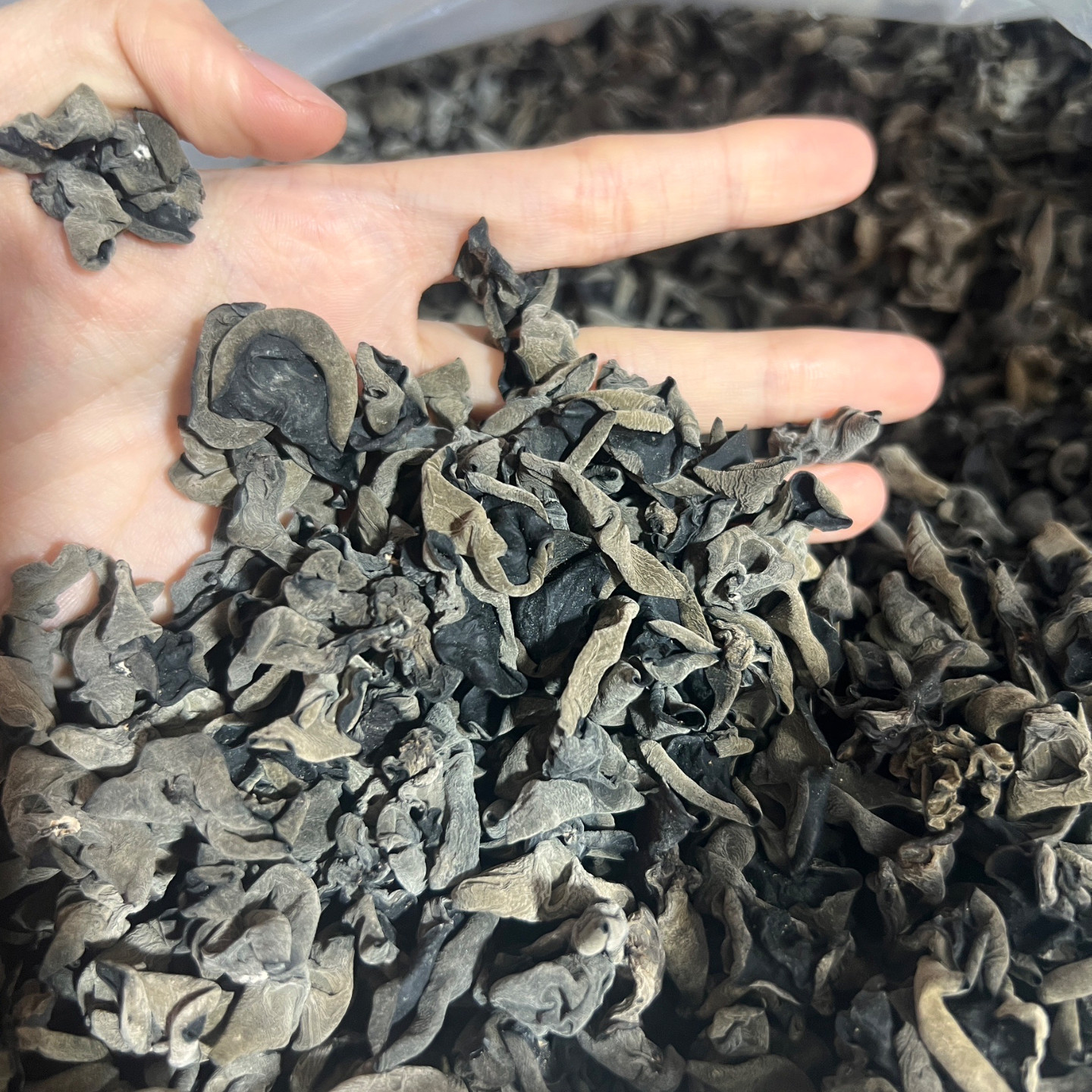 水产批发市场发直发小黑木耳干货炒菜煲汤需泡包邮