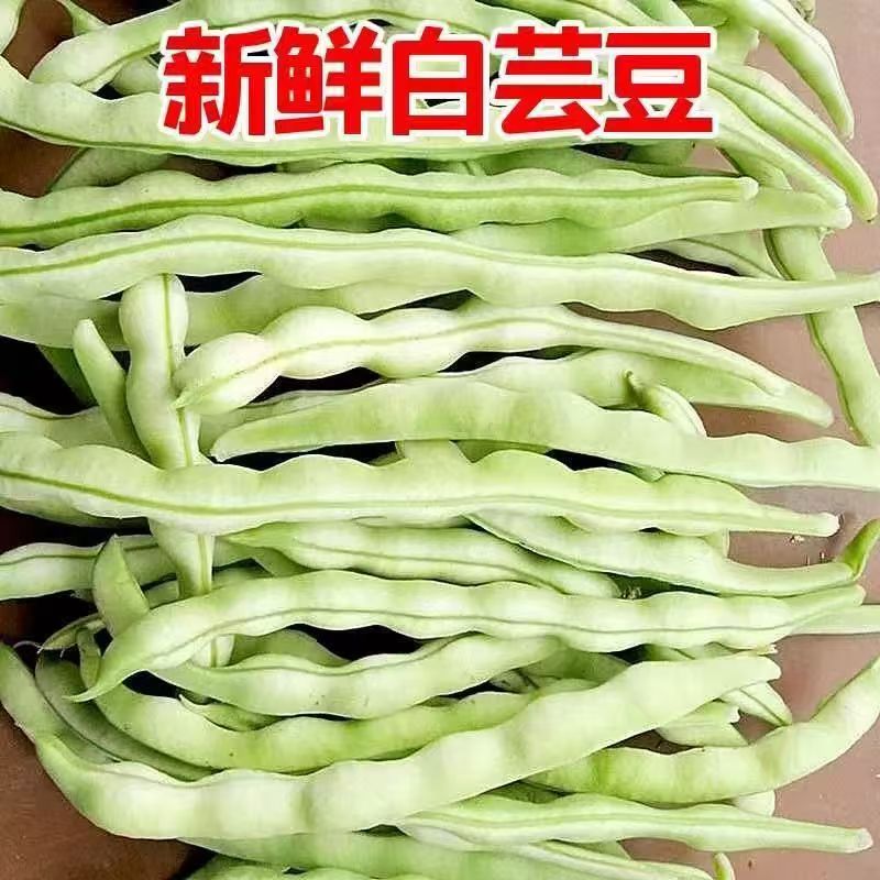 山东新鲜白不老豆角白芸豆现摘农家当季架豆四季豆扁豆老老来少