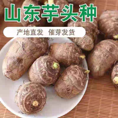 新鲜芋头种子山东牛奶小芋头种高产易种芋艿种子不催芽包活秧苗