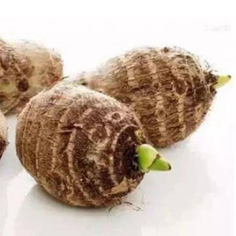 山东芋头种子 毛芋头种仔芋艿小毛芋头种子毛芋头种苗盆栽种苗5斤
