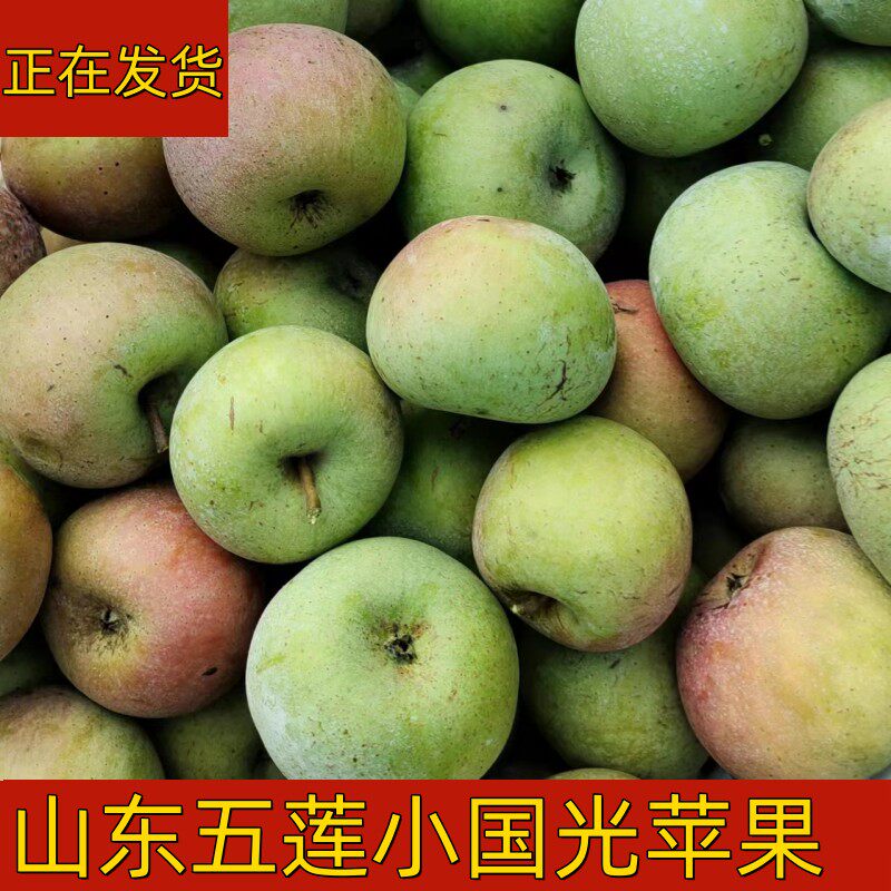山东省正宗五莲小国光苹果老树绿色水果酸甜丑面苹果孕妇五斤包邮
