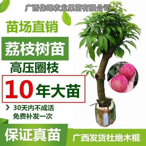 荔枝高压圈枝苗带土带叶当年结果