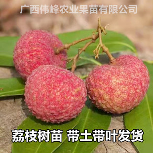 荔枝苗嫁接妃子笑桂味冰荔无核糯米糍仙进奉荔枝王果树苗当年结果