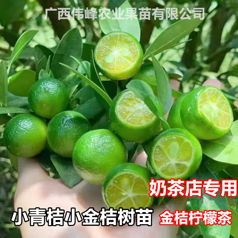 四季小金桔果树带土发货当年结果
