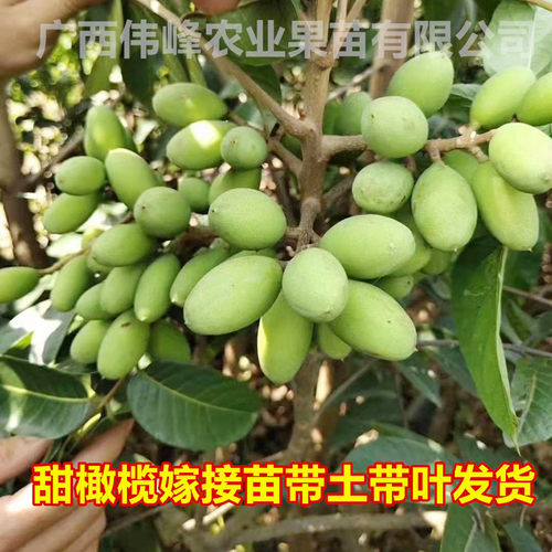 甜橄榄果树嫁接苗树苗