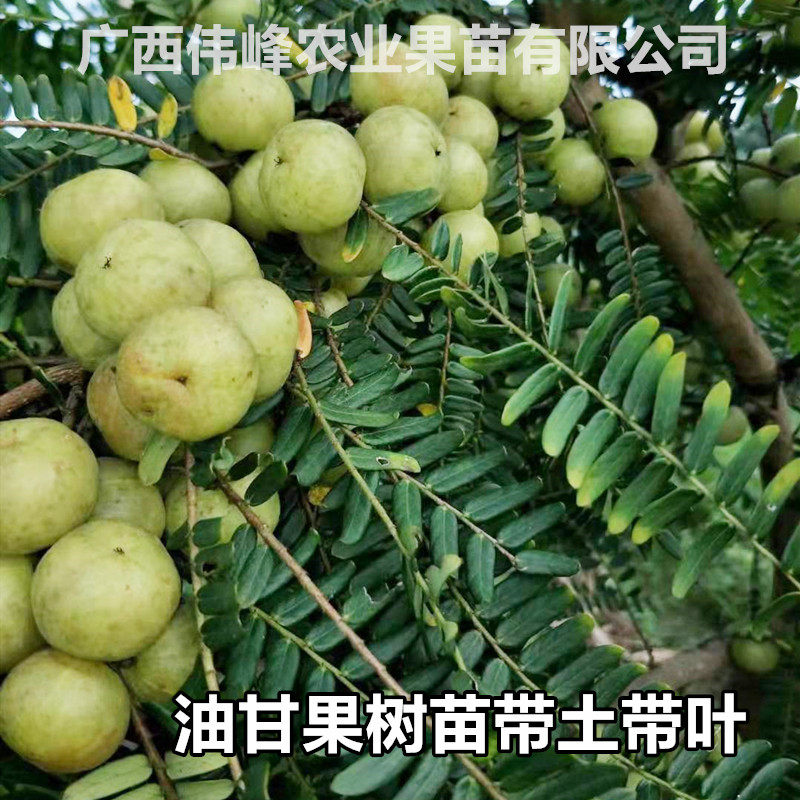 油甘果苗嫁接甜种大玉狮头油橄榄余甘果树苗庭院地栽种植四季结果