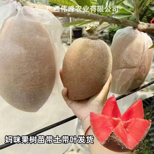 嫁接妈咪果树苗四季种植大果品种