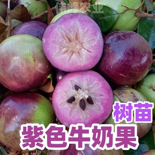 紫皮牛奶果树苗四季种植