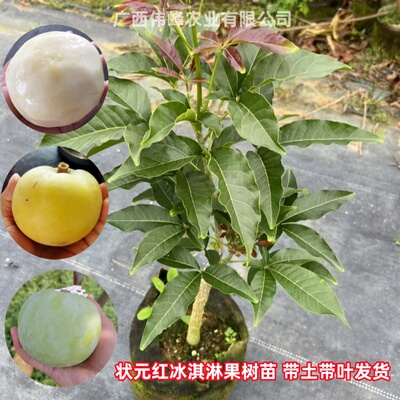状元红冰淇淋果苗庭院盆栽地栽种