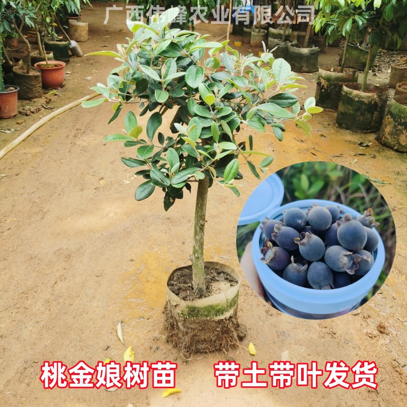 广西桃金娘山捻子树苗老桩矮化棒棒糖树形当年结果树苗带土带叶发