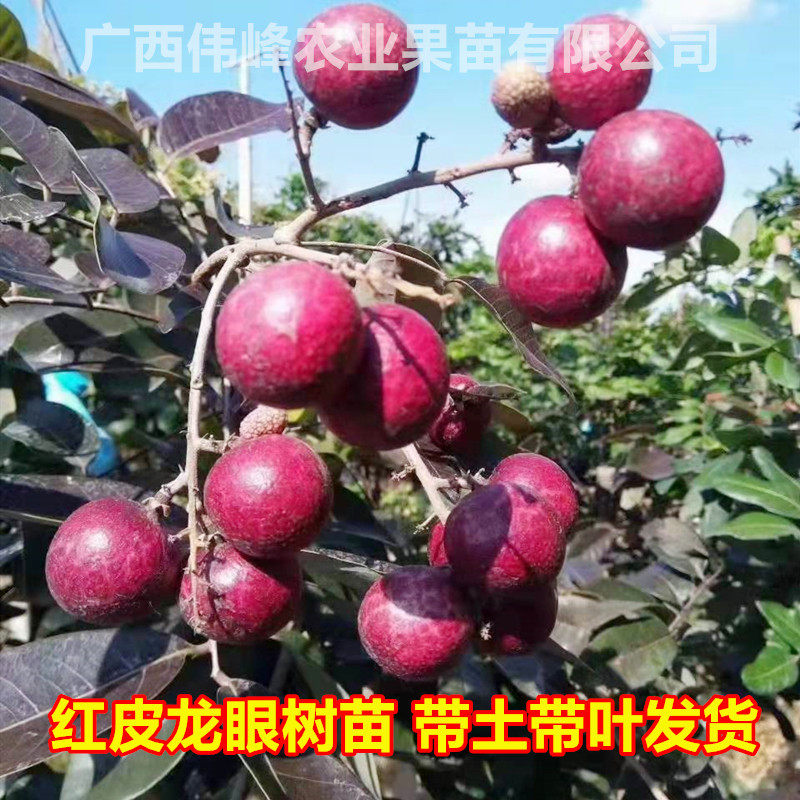 红皮龙眼苗嫁接无核四季龙眼储良石峡桂圆树苗庭院地栽种当年结果